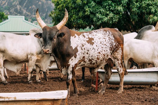 Hayvan Yetiştiriciliği