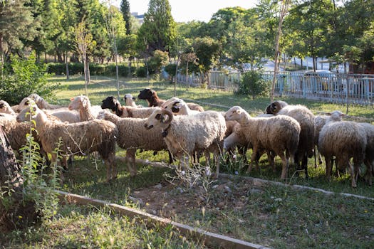 Koyun Yetiştiriciliği Sertifika Kursu