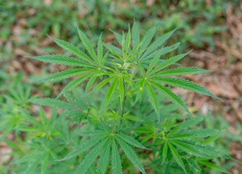 Tıbbi Ve Aromatik Bitki Yetiştiriciliği Sertifika Kursu